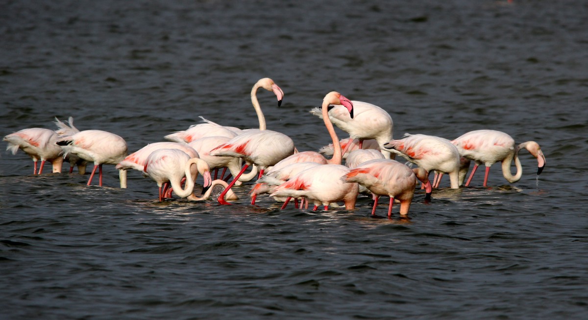 Greater Flamingo - ML510569891
