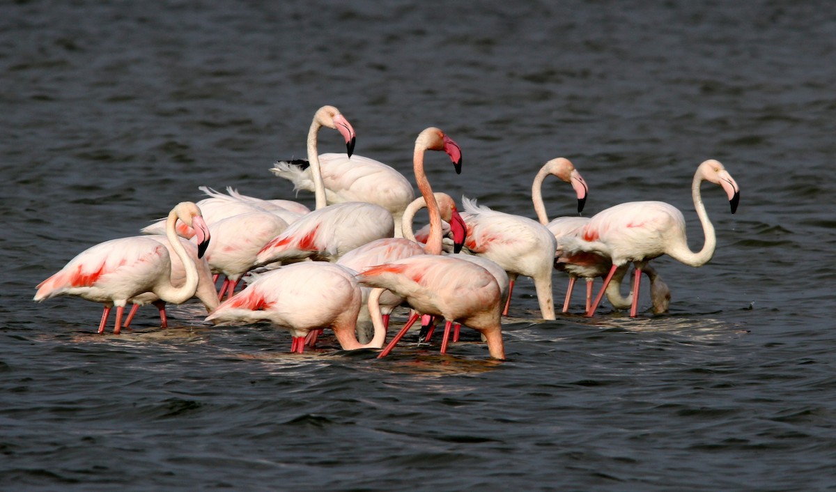 Greater Flamingo - ML510569901