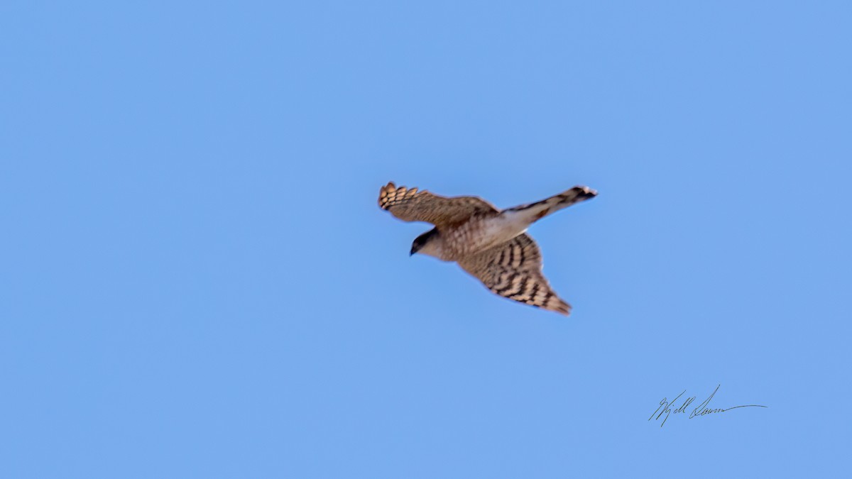 Sharp-shinned Hawk - ML510571341