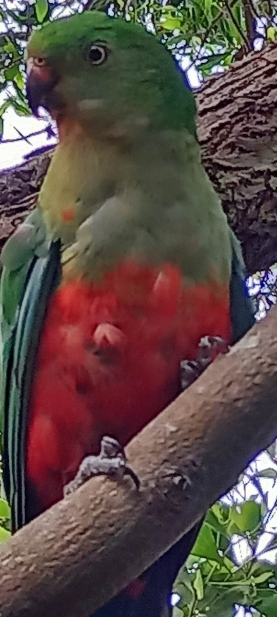 Australian King-Parrot - ML510571551