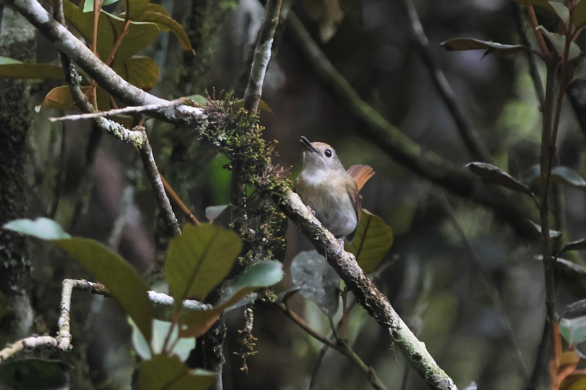 Fulvous-chested Jungle Flycatcher - ML510571711