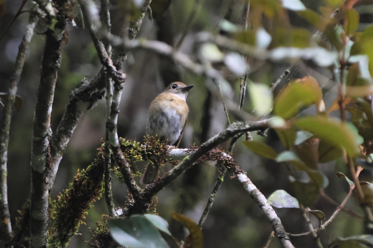 Fulvous-chested Jungle Flycatcher - ML510571721