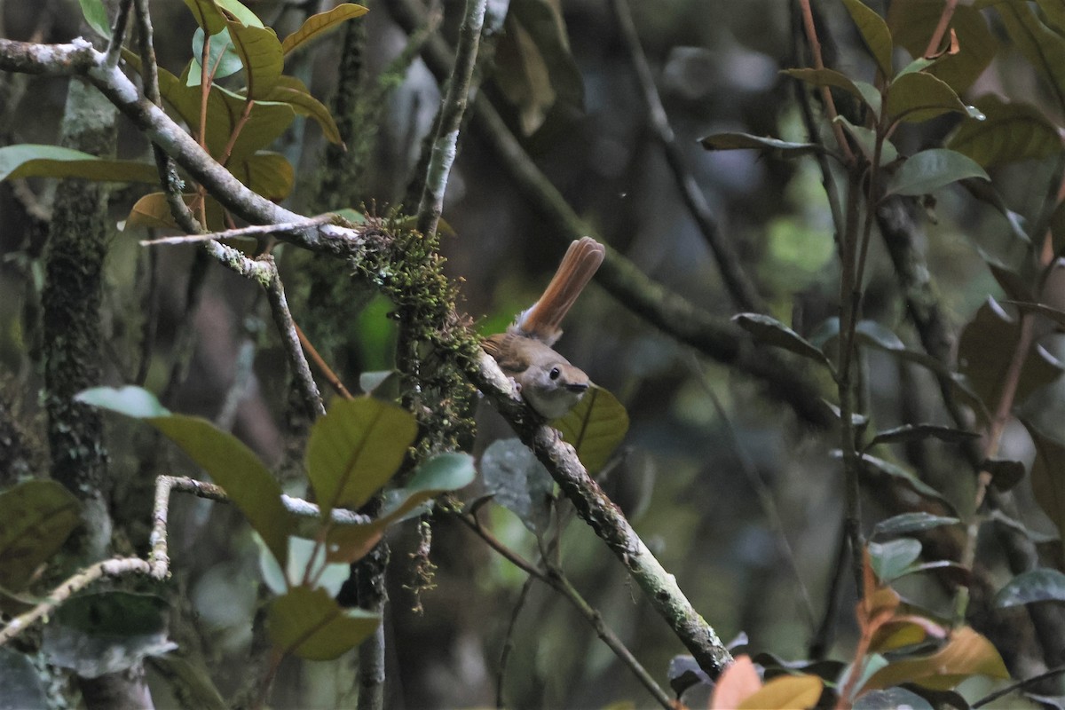 Fulvous-chested Jungle Flycatcher - ML510571731