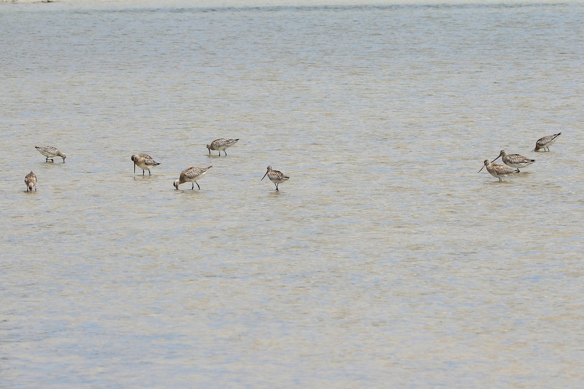 Bar-tailed Godwit - ML510571951