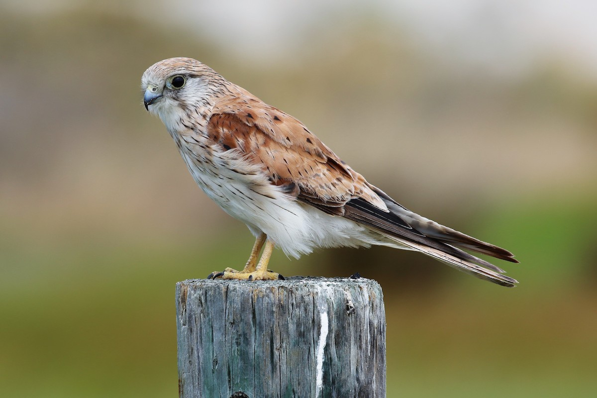 Nankeen Kestrel - ML510571971