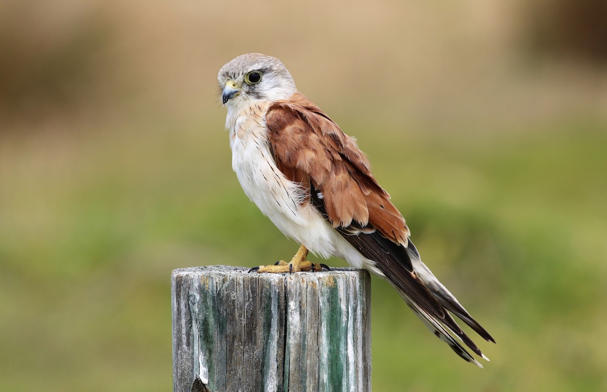 Nankeen Kestrel - Alan Henry