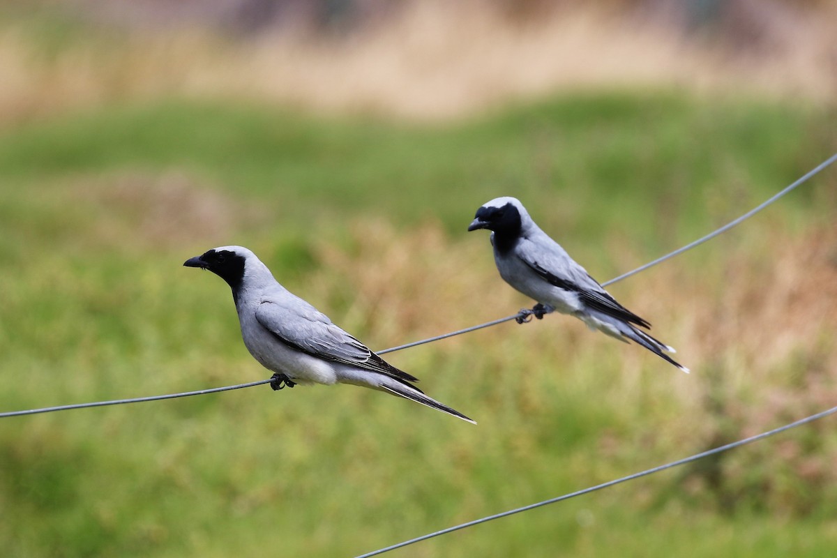 Black-faced Cuckooshrike - Alan Henry