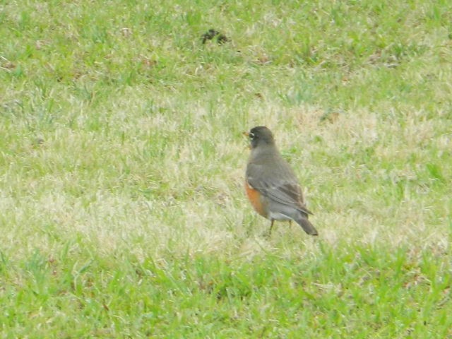 American Robin - ML51057291