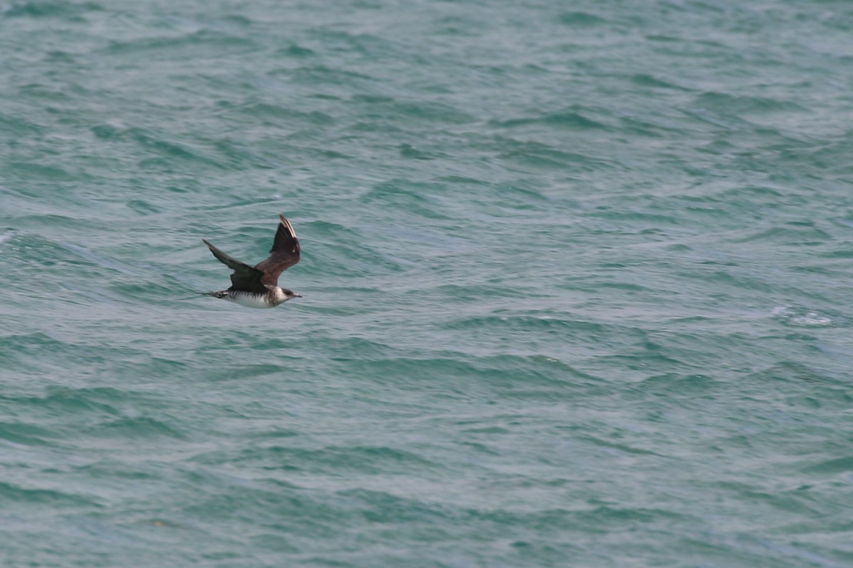 Parasitic Jaeger - ML510573031