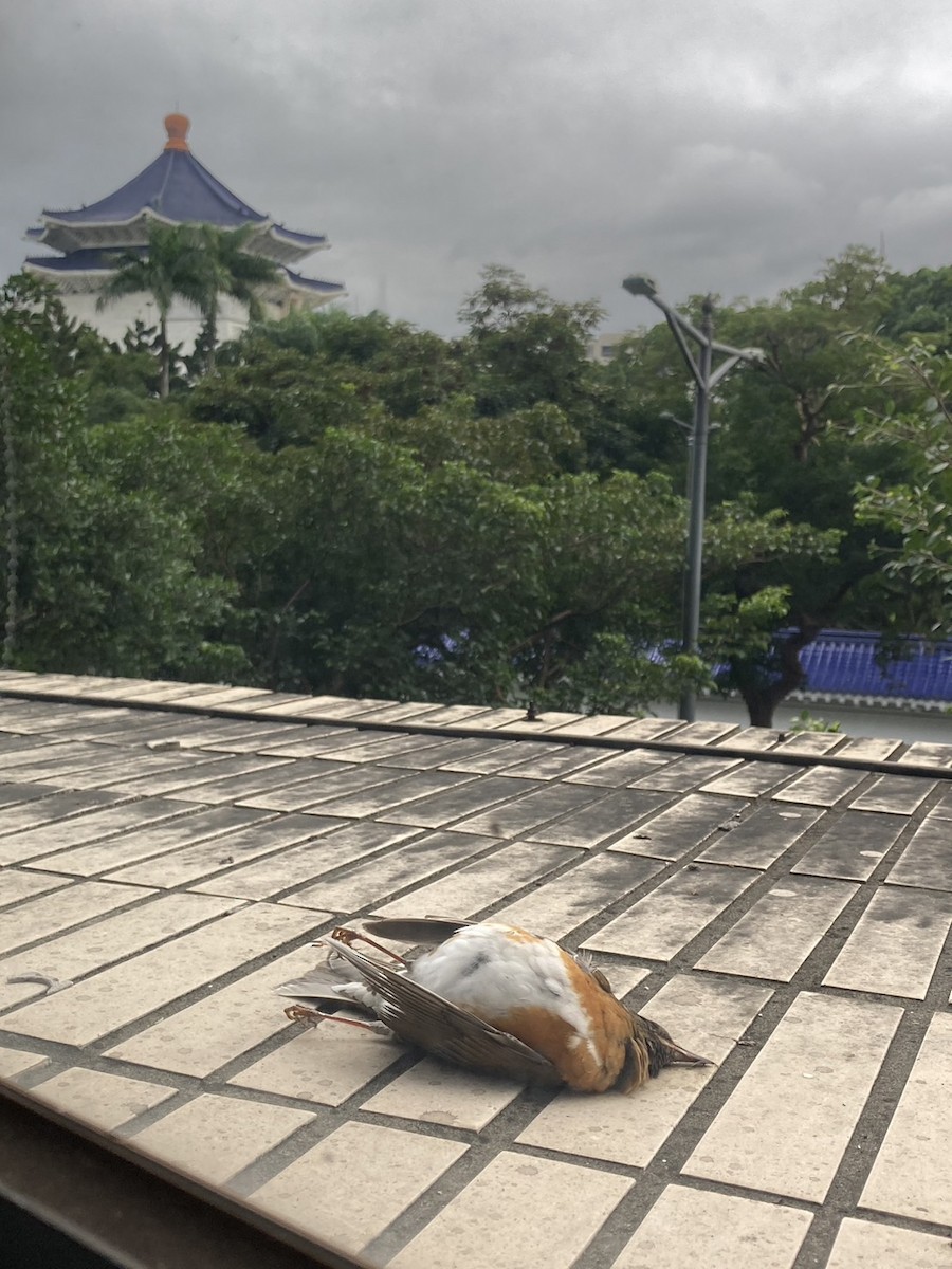 Brown-headed Thrush - ML510573061