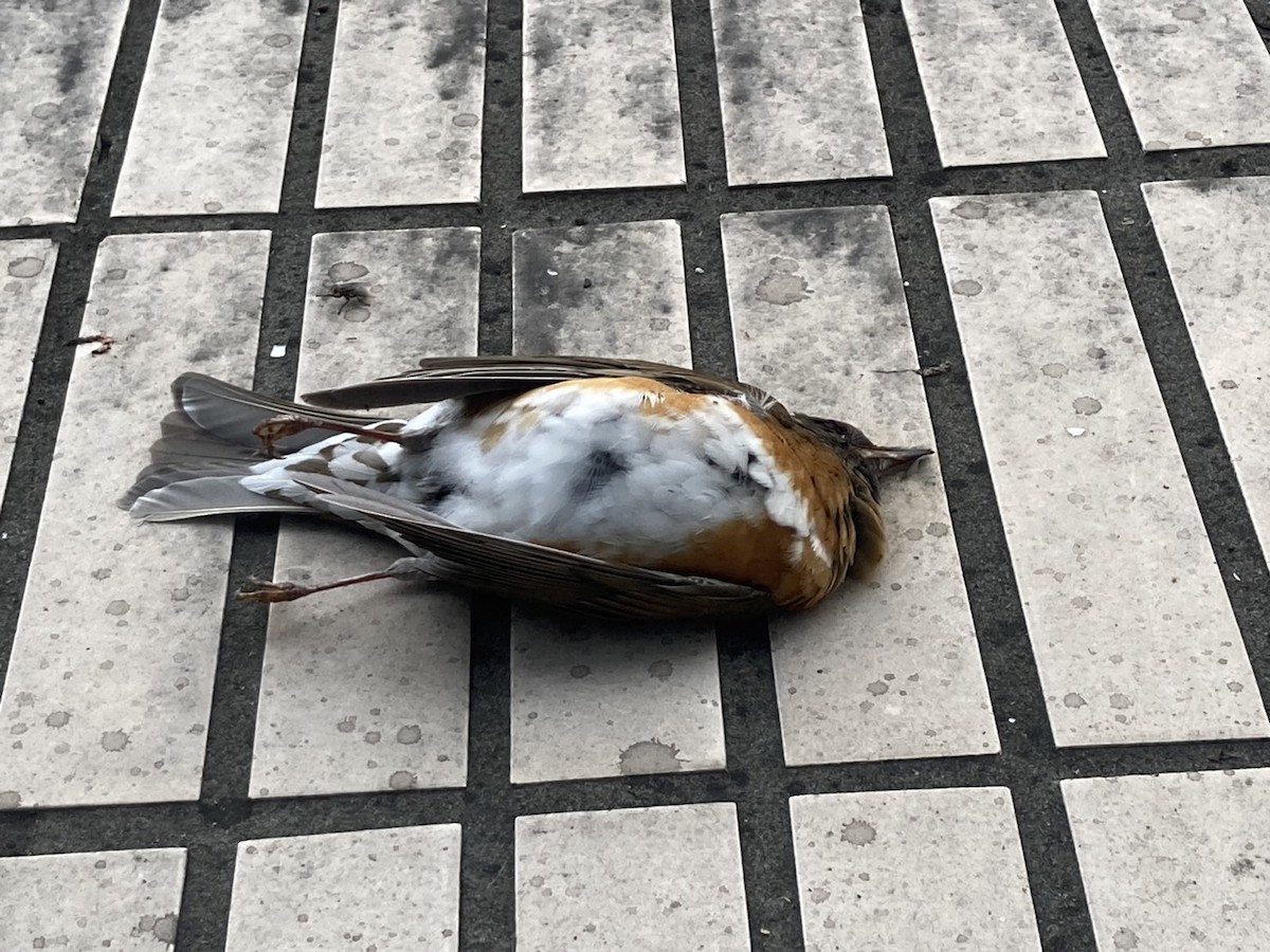 Brown-headed Thrush - ML510573071