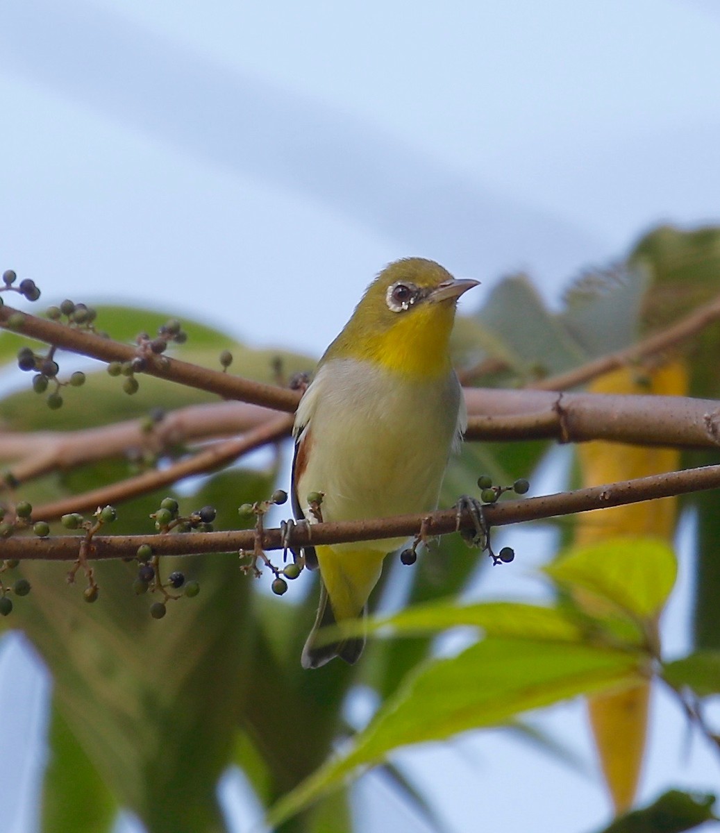 Chestnut-flanked White-eye - ML510575031