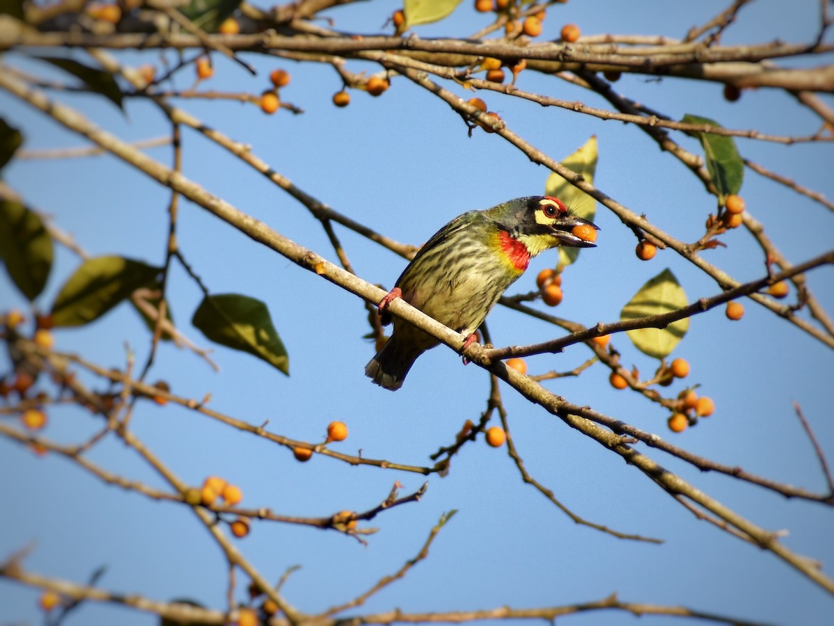 Malabar/Coppersmith Barbet - ML510575721