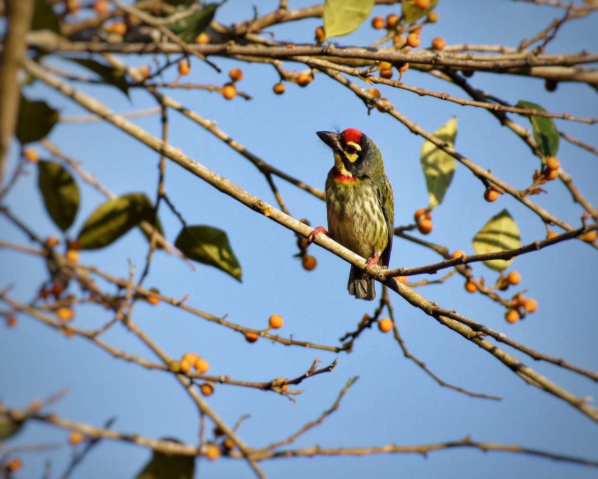 Malabar/Coppersmith Barbet - ML510575741