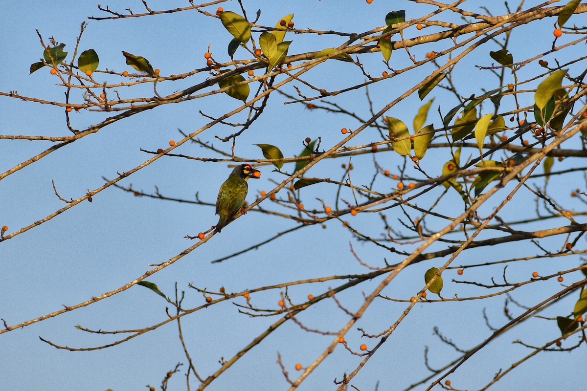 Malabar/Coppersmith Barbet - ML510575751