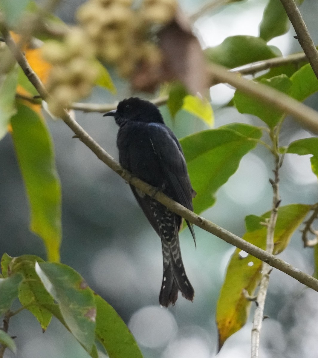 Asya Drongo Guguğu - ML510575761