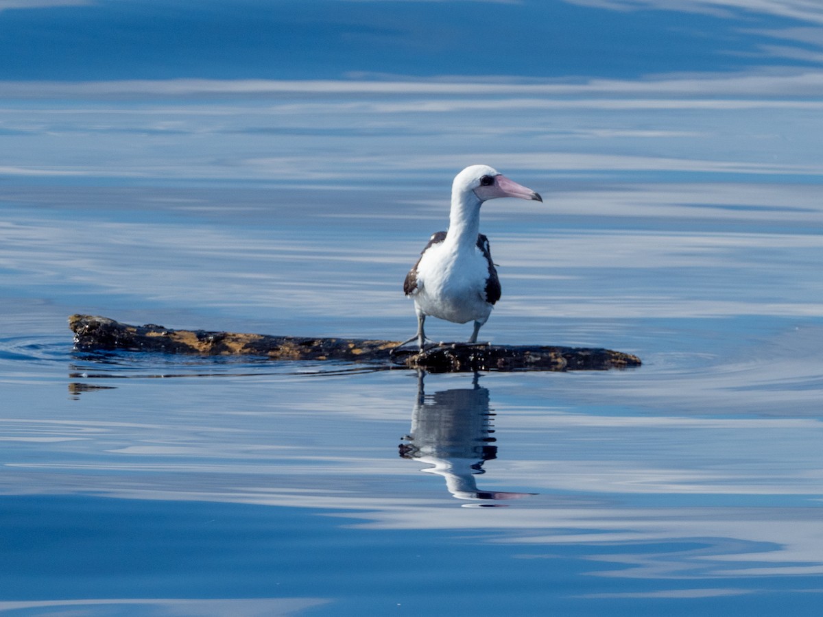 Олуша Эбботта - ML510576051