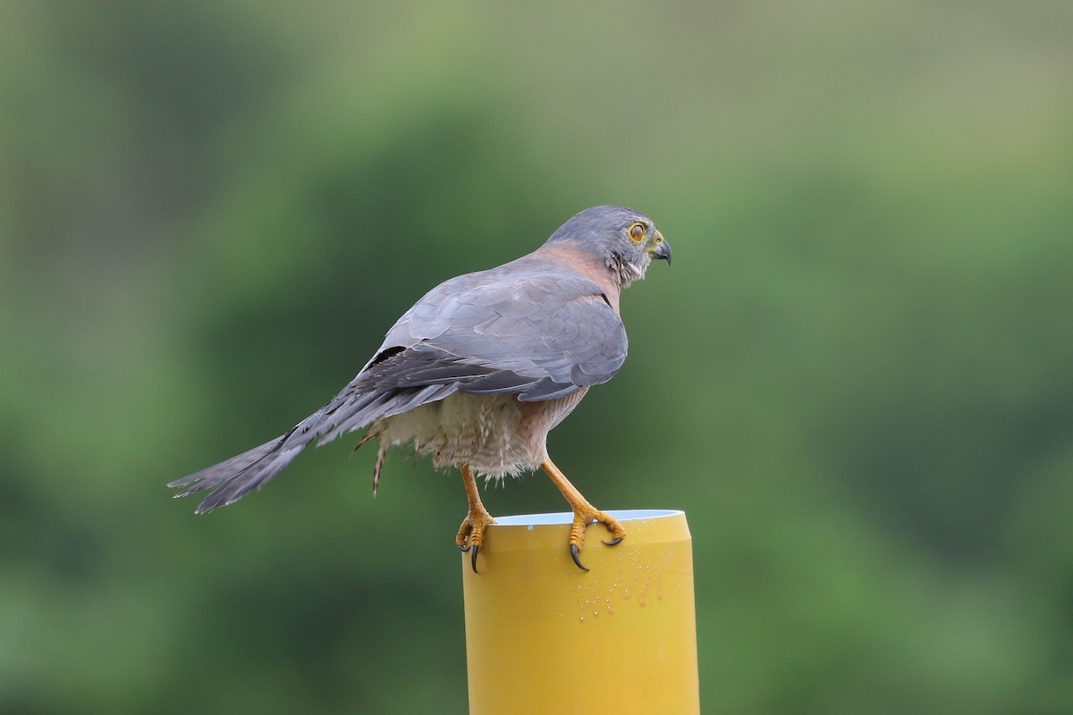 Brown Goshawk - ML510576181