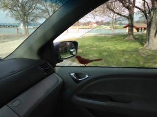 Northern Cardinal - ML51057711