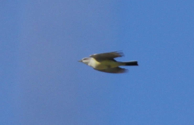 Western Kingbird - ML51057741