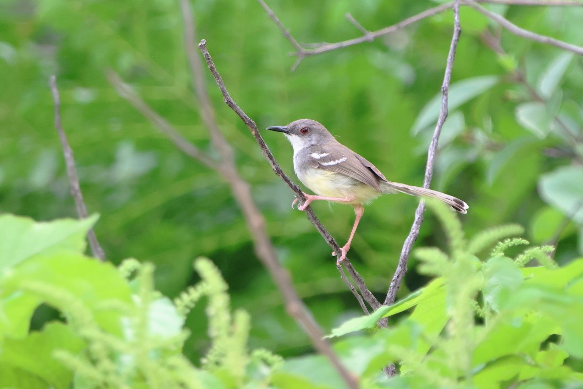 Bar-winged Prinia - Fadzrun A.