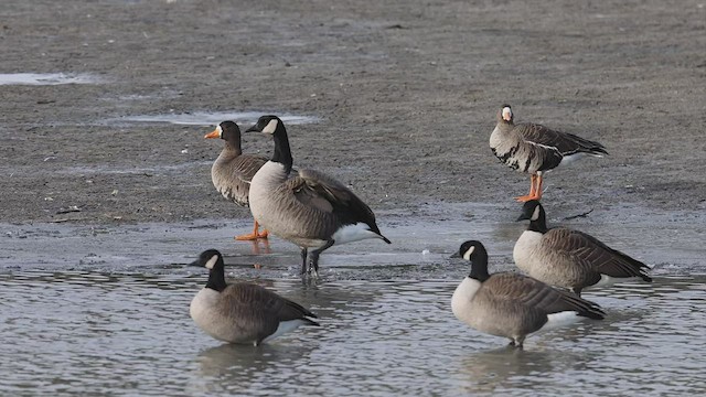 Greater White-fronted Goose - ML510581461