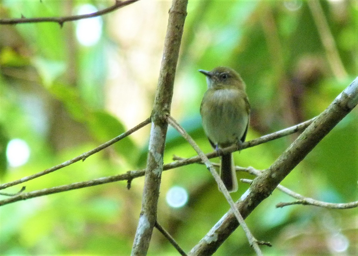 White-bellied Tody-Tyrant - ML510582251