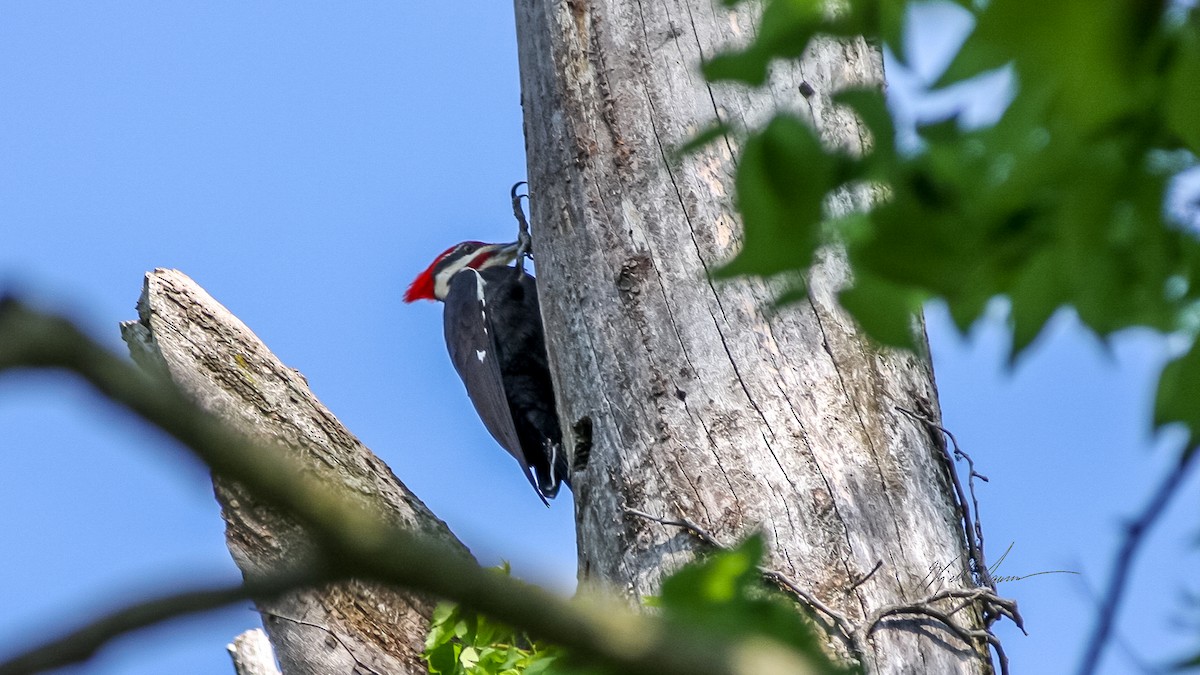 Pileated Woodpecker - ML510583711