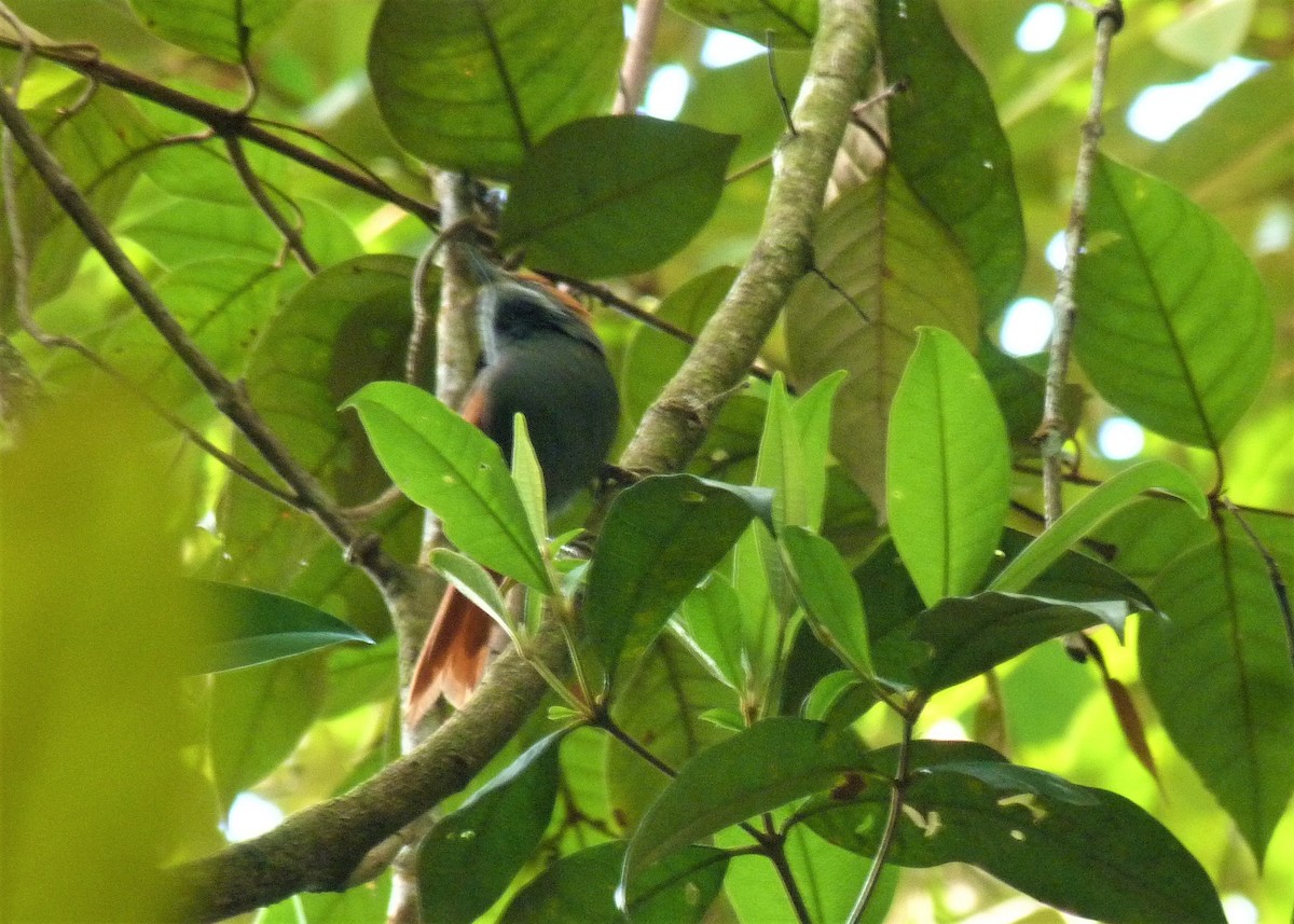 Pinto's Spinetail - ML510583881