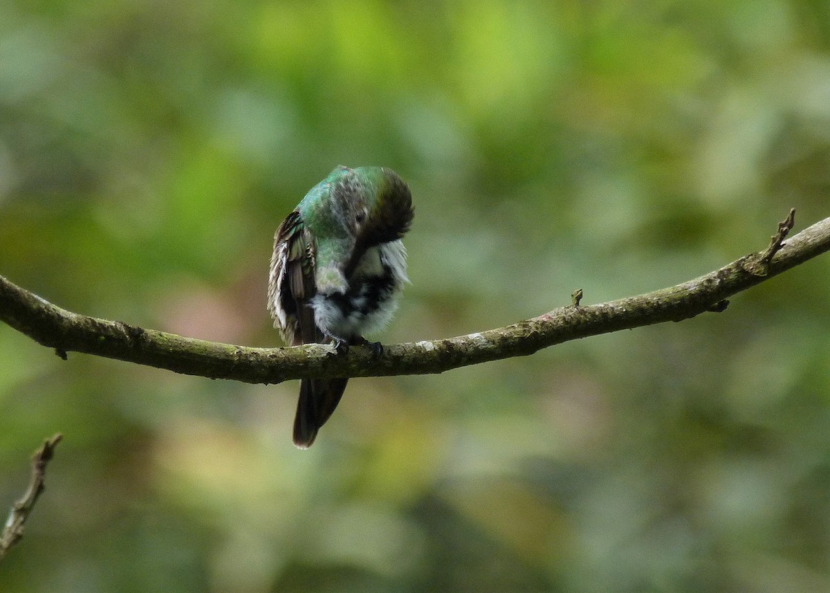 Versicolored Emerald - Carlos Otávio Gussoni