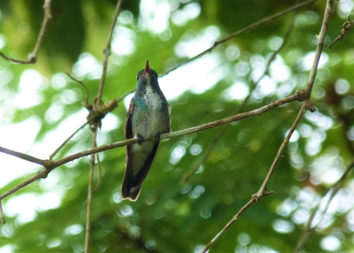 kolibřík pestrý - ML510584551