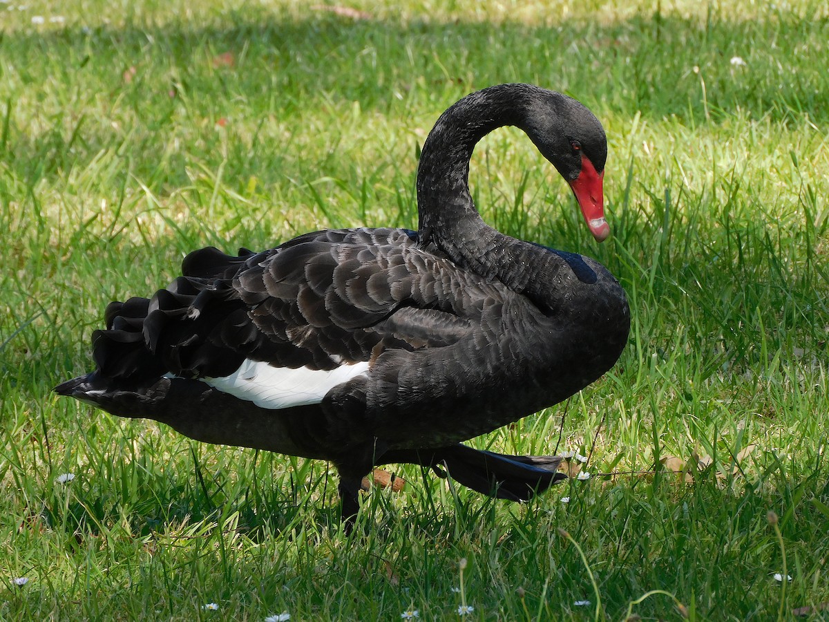 Black Swan - George Vaughan