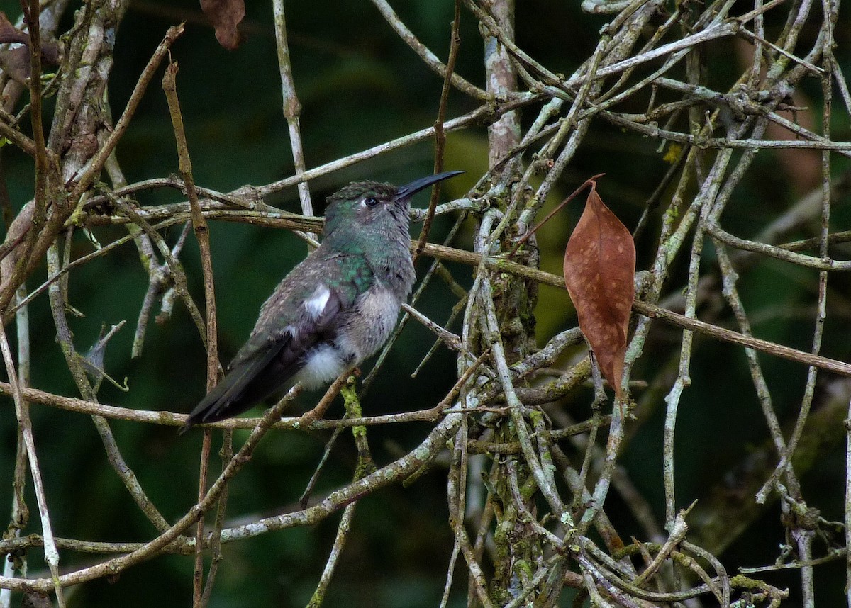 Sombre Hummingbird - Carlos Otávio Gussoni