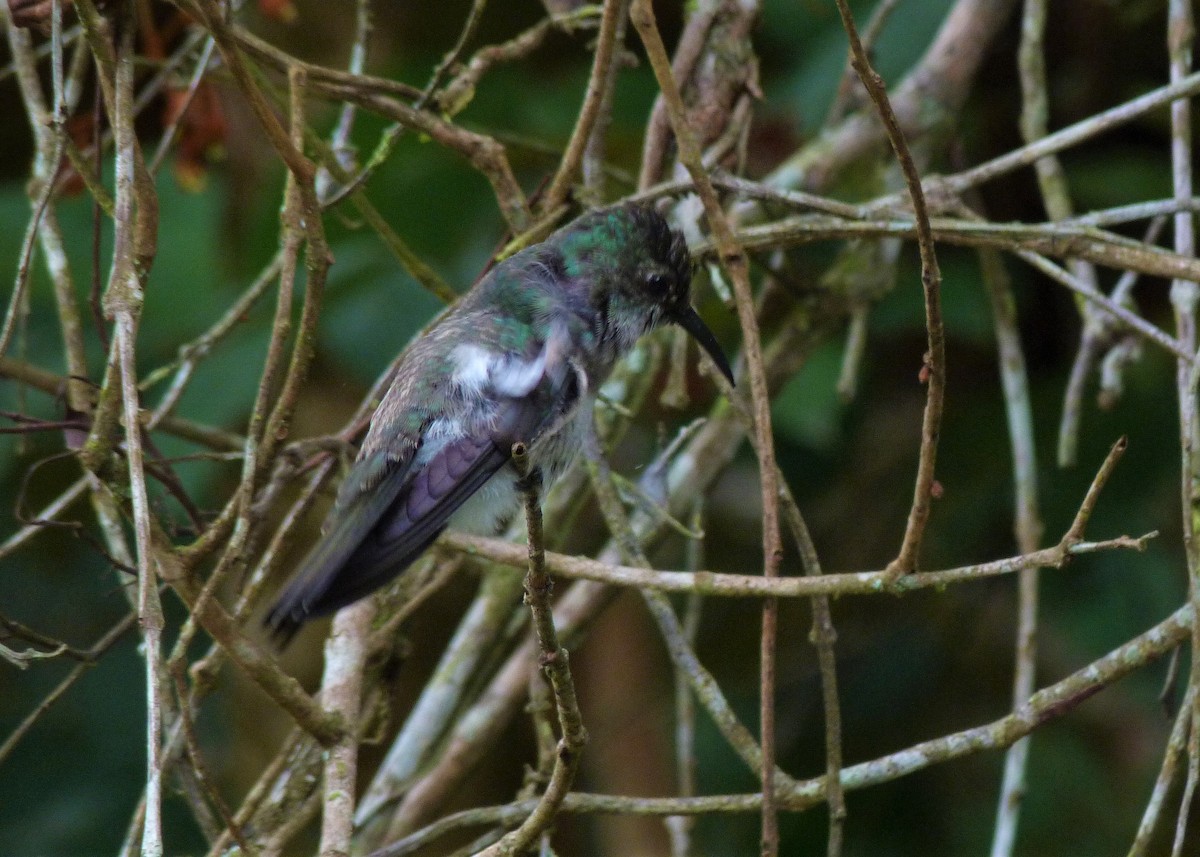 Colibri vert et gris - ML510584881