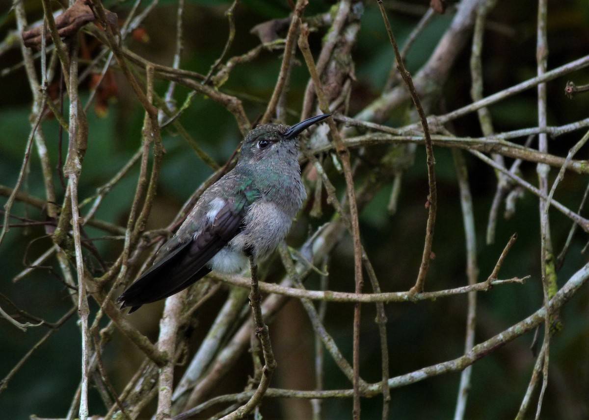 Sombre Hummingbird - Carlos Otávio Gussoni