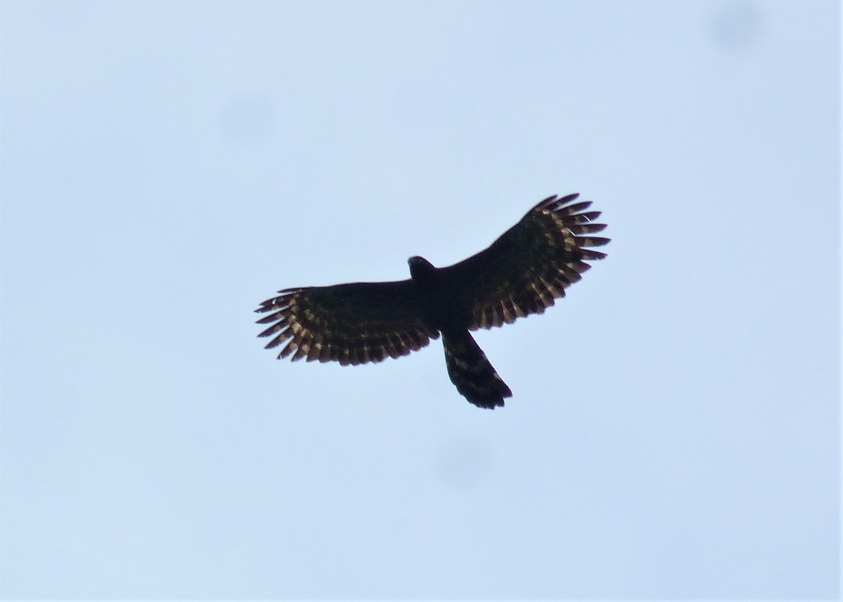 Black Hawk-Eagle - Carlos Otávio Gussoni