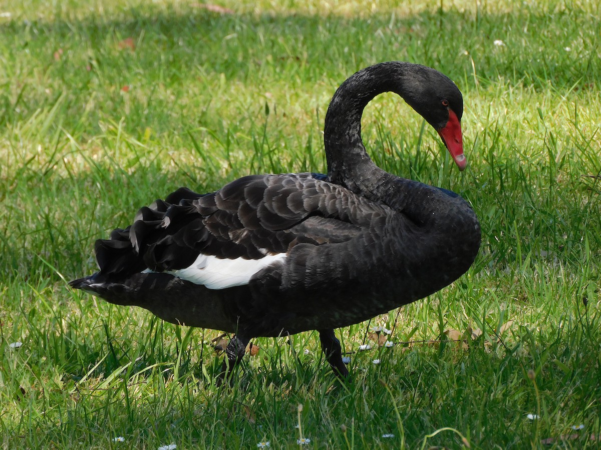 Black Swan - George Vaughan