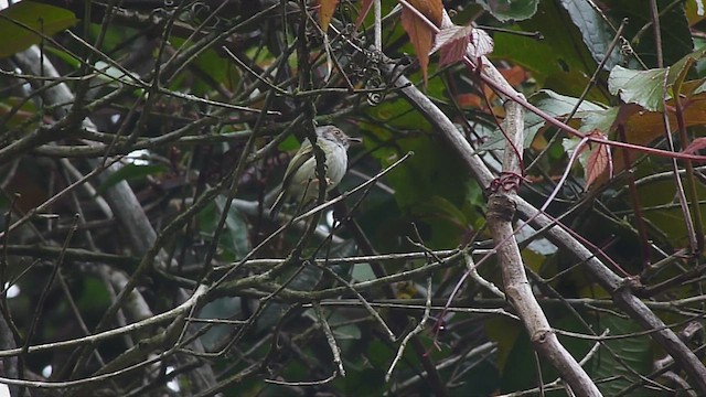 Eared Pygmy-Tyrant - ML510585621