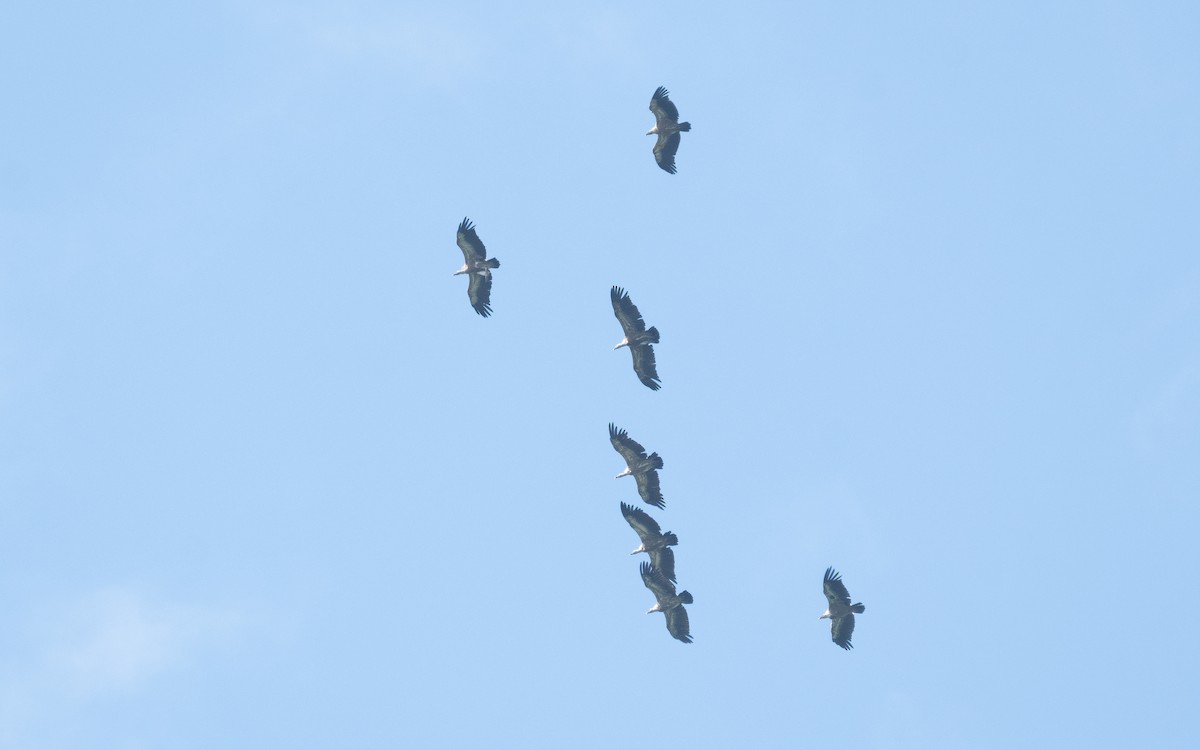 Eurasian Griffon - ML510585651