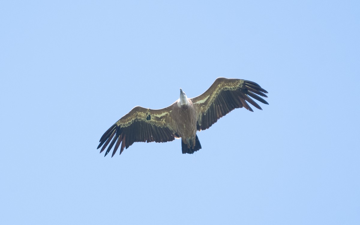 Eurasian Griffon - ML510585661
