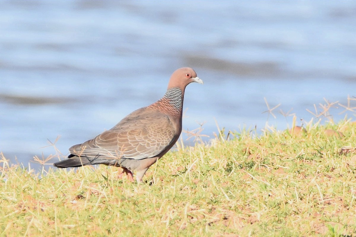 Picazuro Pigeon - ML510586011