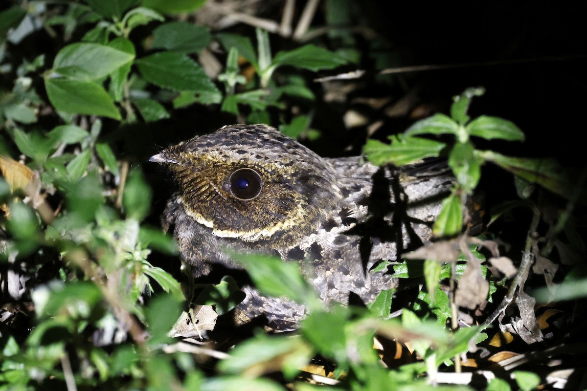 Rufous Nightjar (South American) - ML510586451