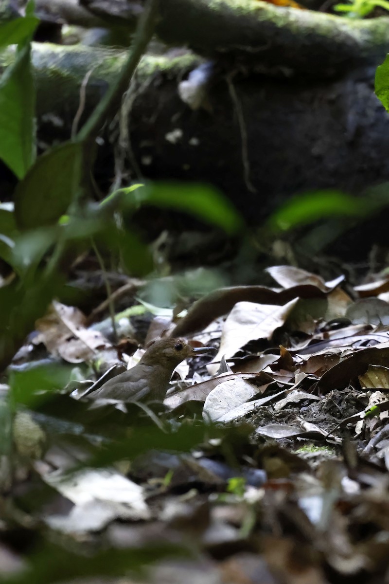 Black-tailed Leaftosser - Daniel Branch