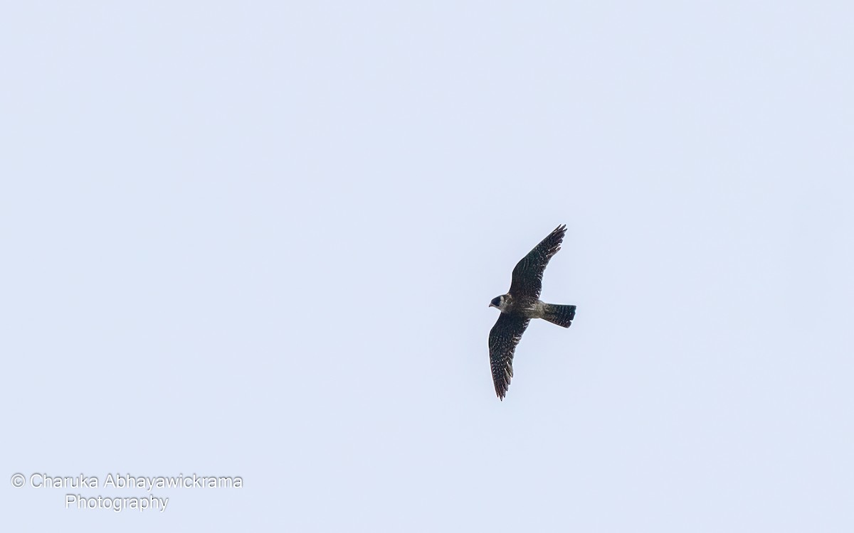 Australian Hobby - Charuka Abhayawickrama