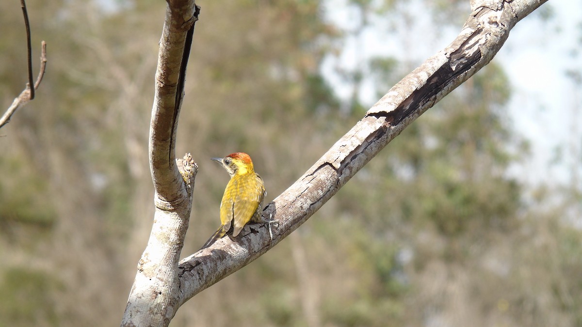 Yellow-eared Woodpecker - WILLIAM MACIEL