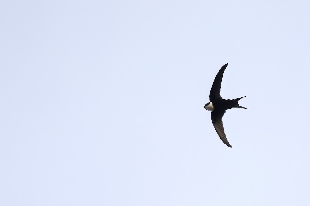 Lesser Swallow-tailed Swift - ML510592571