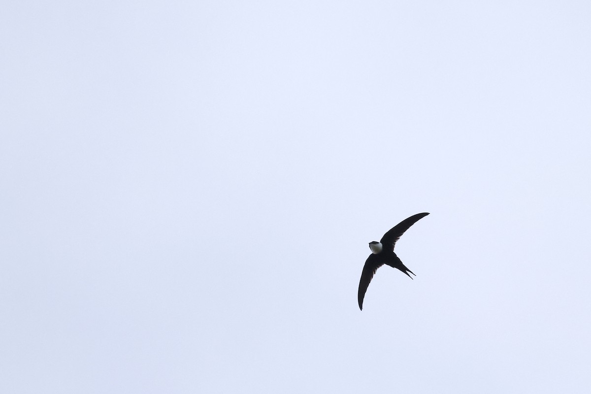 Lesser Swallow-tailed Swift - ML510592591