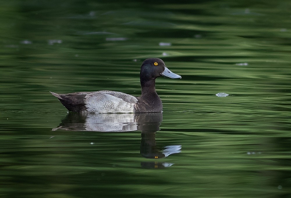 Lesser Scaup - ML510592881