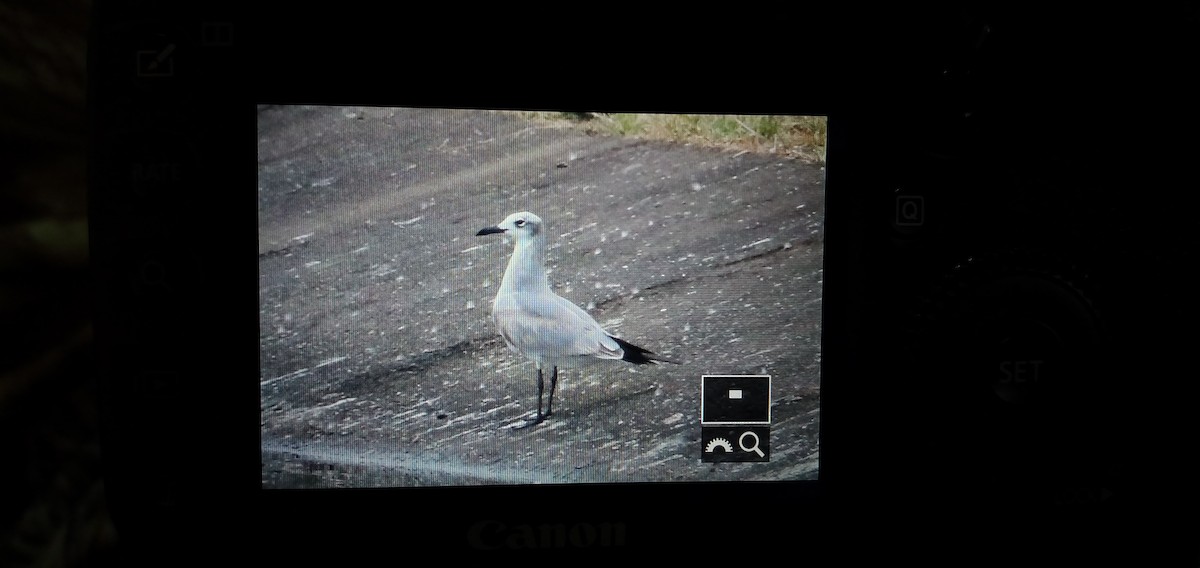 Laughing Gull - ML510592891