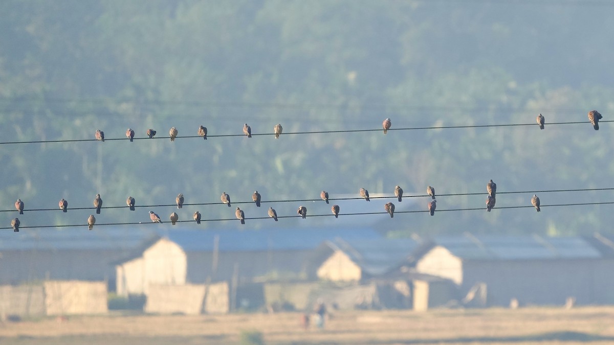 Red Collared-Dove - ML510593461